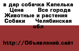 в дар собачка Капелька › Цена ­ 1 - Все города Животные и растения » Собаки   . Челябинская обл.